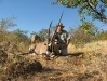 gemsbok1