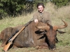 Blue Wildebeest -30