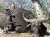 Buffalo cow - N. Potgieter