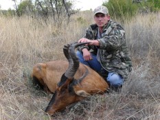 Red Hartebeest