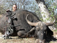 Buffalo cow - N. Potgieter